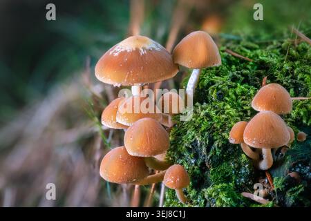 Nahaufnahme einer Gruppe kleiner brauner, schuppiger Pilze, die auf lebhaftem grünem Moos in einem Wald mit sanftem Sonnenlicht wachsen. Stockfoto