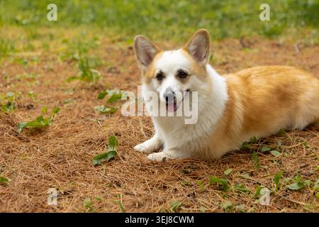 Süßer walisischer Corgi pembroke Hund, der draußen auf Kiefernnadeln ruht Stockfoto