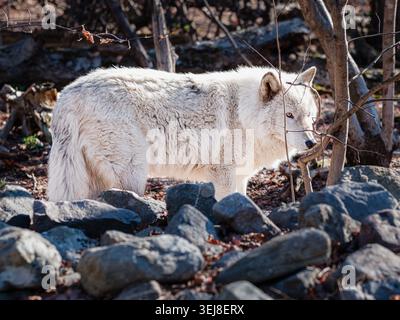 Ein weißer Wolf steht wachsam zwischen Felsen und Waldgebieten in einer natürlichen Winterumgebung, mit dickem saisonalem Fell und ruhigem Raubtierbewusstsein. Stockfoto