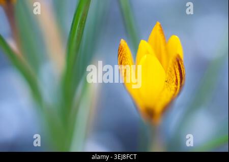 Detaillierte Makroaufnahme erfasst eine leuchtend gelbe Krokusblüte mit sattgrünen Blättern vor einem sanften blauen Hintergrund. Stockfoto