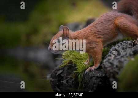 Nahaufnahme eines roten Eichhörnchens mit einem nassen Fell, das von Wassertropfen glitzert, auf moosigen Felsen in der Nähe des Wassers in einem lebhaften grünen Wald thront. Stockfoto