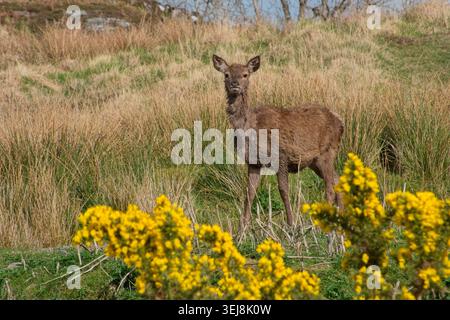 Rotwild in den Highlands Schottlands, die im Frühling ihr Winterfell Formen. Stockfoto