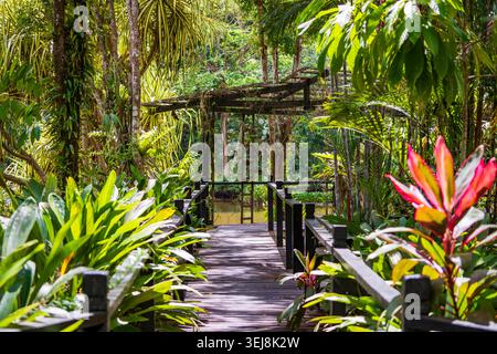 Hölzerne Strandpromenade im üppigen tropischen Resortgarten. Die Brücke führt durch einen dichten grünen Dschungel-Garten mit exotischen Pflanzen und Palmen. Lu Stockfoto