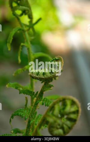 Nahaufnahme von Farnwedel mit weichem grünem Bokeh-Hintergrund, vertikaler Komposition, zarter Pflanzenstruktur, warmem Licht, Kopierraum. Stockfoto