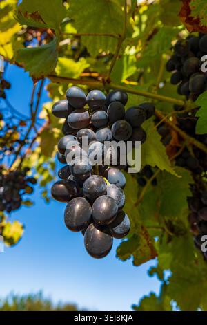 Reife schwarze Trauben hängen an der Weinrebe im Weinberg. Nahaufnahme eines großen Busches dunkelblauer Trauben, der auf Ästen mit grünen Blättern gegen ein sonniges blau wächst Stockfoto