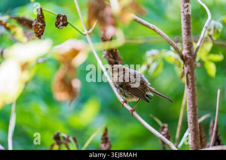 Kleiner flauschiger robin Vogel, der auf einem Zweig im Sommergarten sitzt. Ein süßer junger Wildvogel, der auf einem dünnen Baumzweig sitzt, mit einem schönen, weichen, verschwommenen Grün Stockfoto