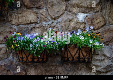 Bunte Stiefmütterchen blühen in hängenden Körben an der Steinmauer. Lebendige Viola Stiefmütterchen in rustikalen Drahtanlagen, die an einer alten Natursteinmauer hängen c Stockfoto