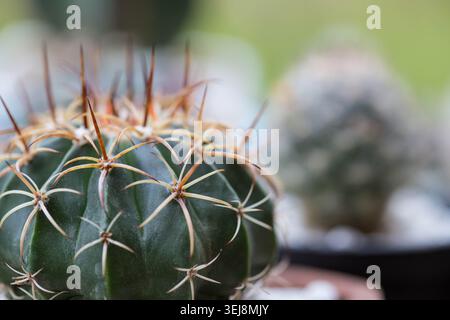 Extrem Nahaufnahme des Gymnocalycium-Kaktuss mit goldbraunen Stacheln und grünen Rippen mit verschwommenem Kaktusgarten-Bokeh-Hintergrund Stockfoto