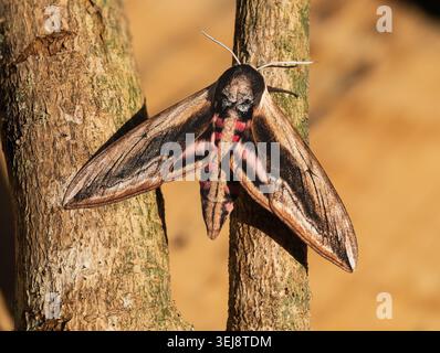 Große, farbenfrohe Sommer fliegende UK-Falkenmotte, Sphinx ligustri, in einem britischen Garten Stockfoto