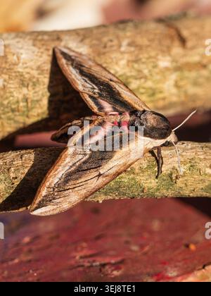 Große, farbenfrohe Sommer fliegende UK-Falkenmotte, Sphinx ligustri, in einem britischen Garten Stockfoto