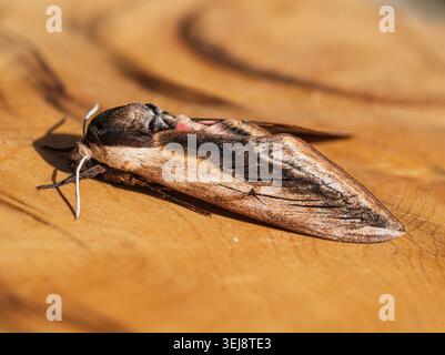 Große, farbenfrohe Sommer fliegende UK-Falkenmotte, Sphinx ligustri, in einem britischen Garten Stockfoto