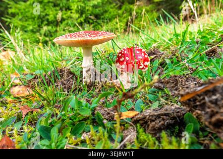 Fliegen Sie Agarpilze auf dem Waldboden Stockfoto