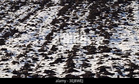 Schneebedecktes Pflugfeld mit dunklen Bodenflecken im frühen Winter im Breitbildformat Stockfoto