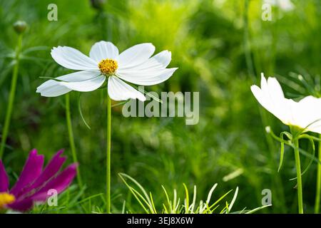 Vorderansicht der weißen Cosmos bipinnatus Blume mit gelben Staubblättern, die im Garten mit violettem Kosmos und üppigem grünem Bokeh Hintergrund blühen Stockfoto