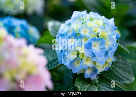 Blaue und gelbe zweifarbige Hortensie Macrophylla Mophead Blume blüht im Garten mit rosa Hortensie und grünem Bokeh Hintergrund Stockfoto