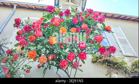 Der leuchtende Rosenbusch zeigt eine Reihe rosa und oranger Blumen vor einem hellen Gebäude mit Holzdach-Details in einem Garten Stockfoto
