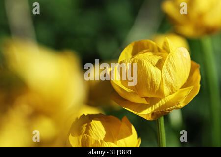Ein Makrofoto von einem leuchtend gelben Globeflower, der auf einem Feld blüht. Die Komposition zeigt einen weichen, verschwommenen Hintergrund mit natürlichem Elem Stockfoto