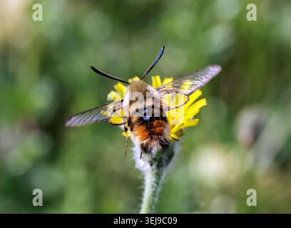 Schmal umrandetes Bienenhawkmoth, das an der Blüte Nektaren. Winchester, Hampshire, England. Stockfoto