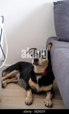 Schwarz-brauner Mischhund blickt nach oben, während er auf einem Holzboden in einer Wohnwohnung ruht. Stockfoto