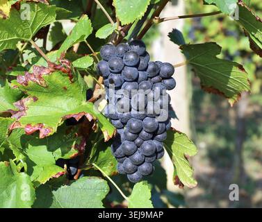 Ein einziger Haufen Pinot Noir-Trauben, der am Ende des Sommers auf der Rebe reift. Stockfoto