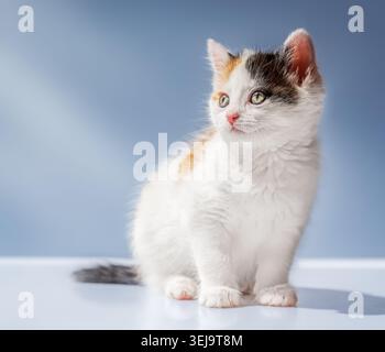Niedliches Calico-Kätzchen, das auf hellblauem Hintergrund mit Kopierraum sitzt, flauschiges Jungkatzenporträt in weichem Licht. Stockfoto