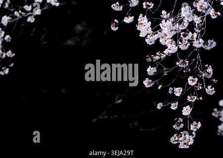Somei Yoshino Kirschblüten beleuchtet vor dunklem Hintergrund bei Nacht, zarte Frühlingsblumen schaffen dramatischen Kontrast und elegante Kopie Spac Stockfoto