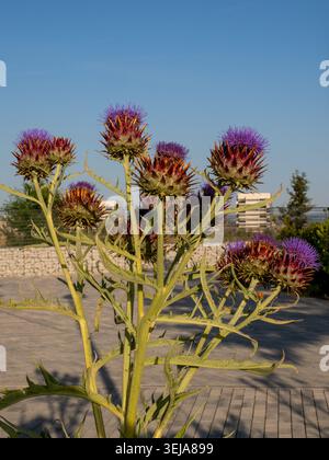 Cardoon-Pflanze blüht mit lila Disteln in einem Stadtpark unter klarem Himmel Stockfoto