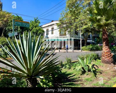 Agavenpflanzen und Palmen säumen den Rand der Plaza Luis Cabrera in Roma Norte, Mexiko-Stadt, mit Cafés und historischen Gebäuden. Stockfoto
