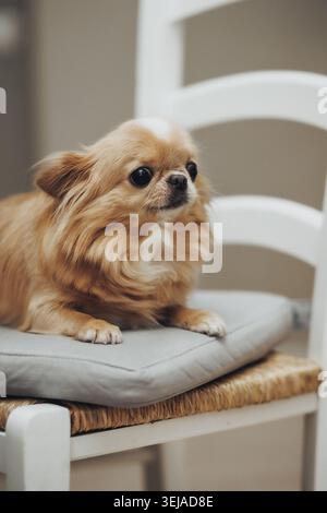 Kleiner Hund liegt ruhig auf einem gepolsterten Stuhl Stockfoto