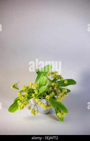 Blühende Lindenzweige mit gelben Blüten und grünen Blättern in einer Keramikvase. Vertikale Zusammensetzung isoliert auf hellem Hintergrund für die Gesundheit, Stockfoto
