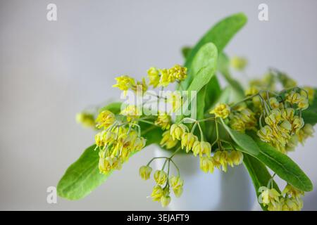 Nahaufnahme frischer Lindenblüten und grüner Blätter in einer Vase auf hellem Hintergrund. Bio-Kräutertee-Zutat und traditionelles Medizinkonzept Stockfoto