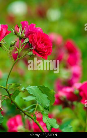 Rote Rosenblüte in Blüte mit weichem grünem Bokeh-Hintergrund. Natürliche Blumenszene aus nächster Nähe mit lebendigen Blütenblättern und romantischer Stimmung. Stockfoto