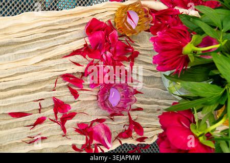 Aromatische Pfingstrosenblüten Verteilen Sich Über Vintage-Holz Mit Sanftem Licht Stockfoto