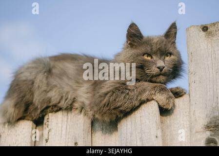 Graue langhaarige Katze, die sich auf einem verwitterten Holzzaun entspannt, mit intensiven gelben Augen unter einem hellblauen Himmel nach vorne blickt und einen wendigen Domesti erfasst Stockfoto