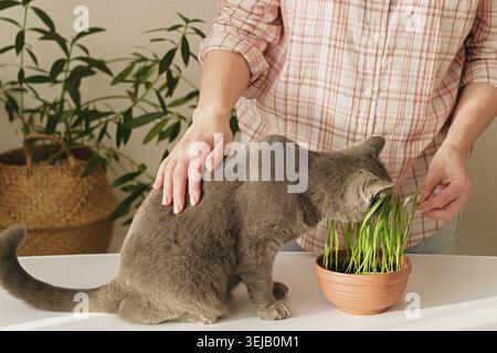 Frau streichelt ihre graue Katze und isst frisches Weizengras in einem Keramiktopf. Haustierpflege und gesunder Lebensstil. Indoor-Szene mit Tageslicht Highli Stockfoto