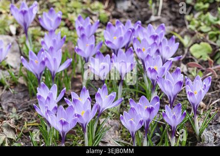 Violette Krokusblüten im Frühfrühling in einem Gartenbeet. Wunderschöne Gruppe wilder Krokusse auf dem Boden als Zeichen des Erwachens der Natur. Saisonale B Stockfoto