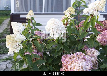 Luxuriöse riesige weiße und rosafarbene Hortensie paniculata Limelight im Garten Nahaufnahme Stockfoto