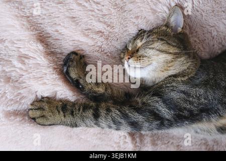 Die Tabbykatze schläft auf einer beigen, flauschigen Bettdecke. Nahaufnahme Stockfoto
