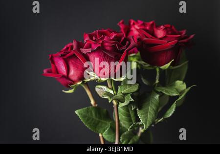 Rote Rosen auf schwarzem Hintergrund. Dunkler floraler Hintergrund. Nahaufnahme Stockfoto