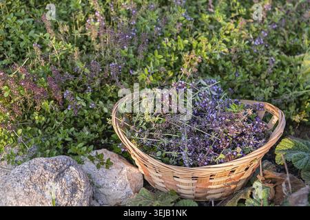 Ein Korbkorb gefüllt mit frisch geerntetem blühendem Thymian (Thymus serpyllum), umgeben von leuchtend grünem Laub und Steinen auf einer sonnigen Wiese Stockfoto