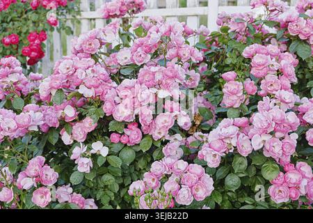 Üppiger rosa Sprührosenstrauch bedeckt mit Blüten in der Nähe eines weißen Holzzauns in einem Hüttengarten. Wahrscheinlich floribunda-Sorte (Bonica-Typ), Sommer im Freien Stockfoto