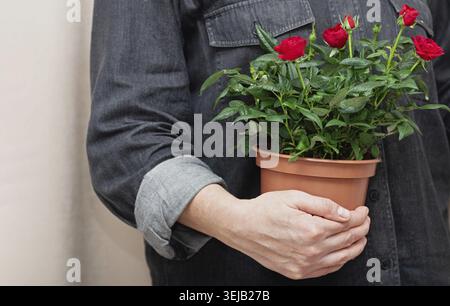 Nahaufnahme von leuchtend roten Blumen in einem Topf in Händen eines professionellen Floristen. Rosen wachsen zu Hause Stockfoto
