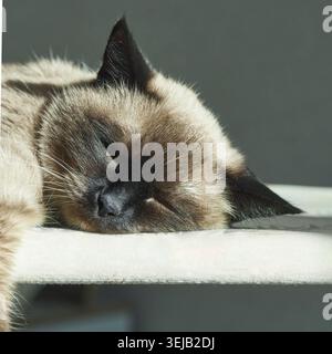 Siamkatze schläft friedlich auf sonnendurchfluteter Oberfläche mit entspanntem Ausdruck und weicher Fellstruktur Stockfoto