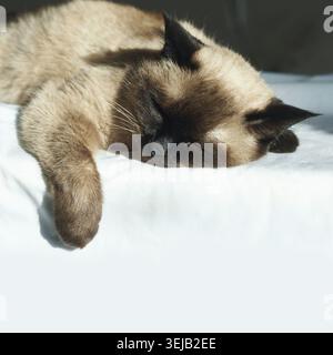 Siamkatze schläft friedlich auf einem sonnendurchfluteten Bett Stockfoto