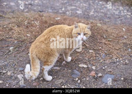 Ginger Tabby Katze mit weißen Pfoten, die auf einem Kiesweg im Freien in natürlicher Umgebung stehen Stockfoto