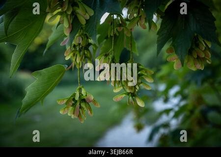 Ein Platanen-Baum im Frühling mit samaras, die unten hängen Stockfoto