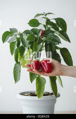 Die Hand hält zwei frisch gepflückte rote Paprika, die die Freuden des Hausgartens und die Zufriedenheit mit der Ernte frischer Produkte aus A hervorheben Stockfoto