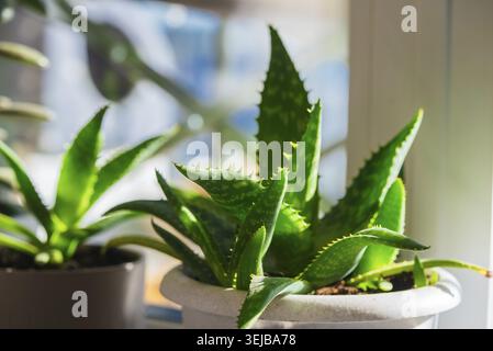 Hellgrüne Aloe Vera Pflanze blüht in einem weißen Topf auf einer sonnendurchfluteten Fensterbank und verschönert Innenräume mit einem erfrischenden Hauch von Natur Stockfoto