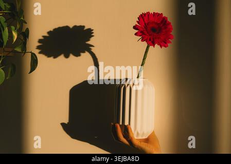 Die Hand hält eine weiße kannelierte Vase mit einer leuchtenden roten Gerbera-Blume, die einen verspielten Schatten auf eine warme, beige Wand wirft, die vom Sonnenlicht der goldenen Stunde beleuchtet wird Stockfoto