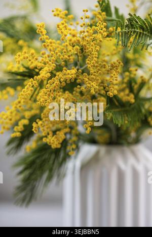 Leuchtend gelbe Mimosa pudica Blüten schaffen ein lebendiges Schauspiel in einer stilvollen weißen Vase, die die Schönheit der Natur und die Ankunft des Frühlings feiert Stockfoto